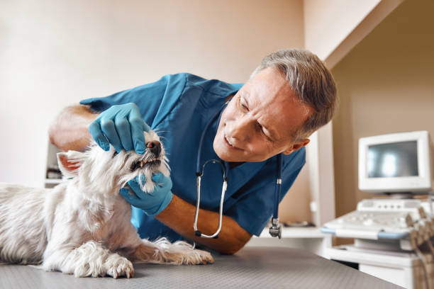 Best Emergency Tooth Extraction in Laurel Bay, SC